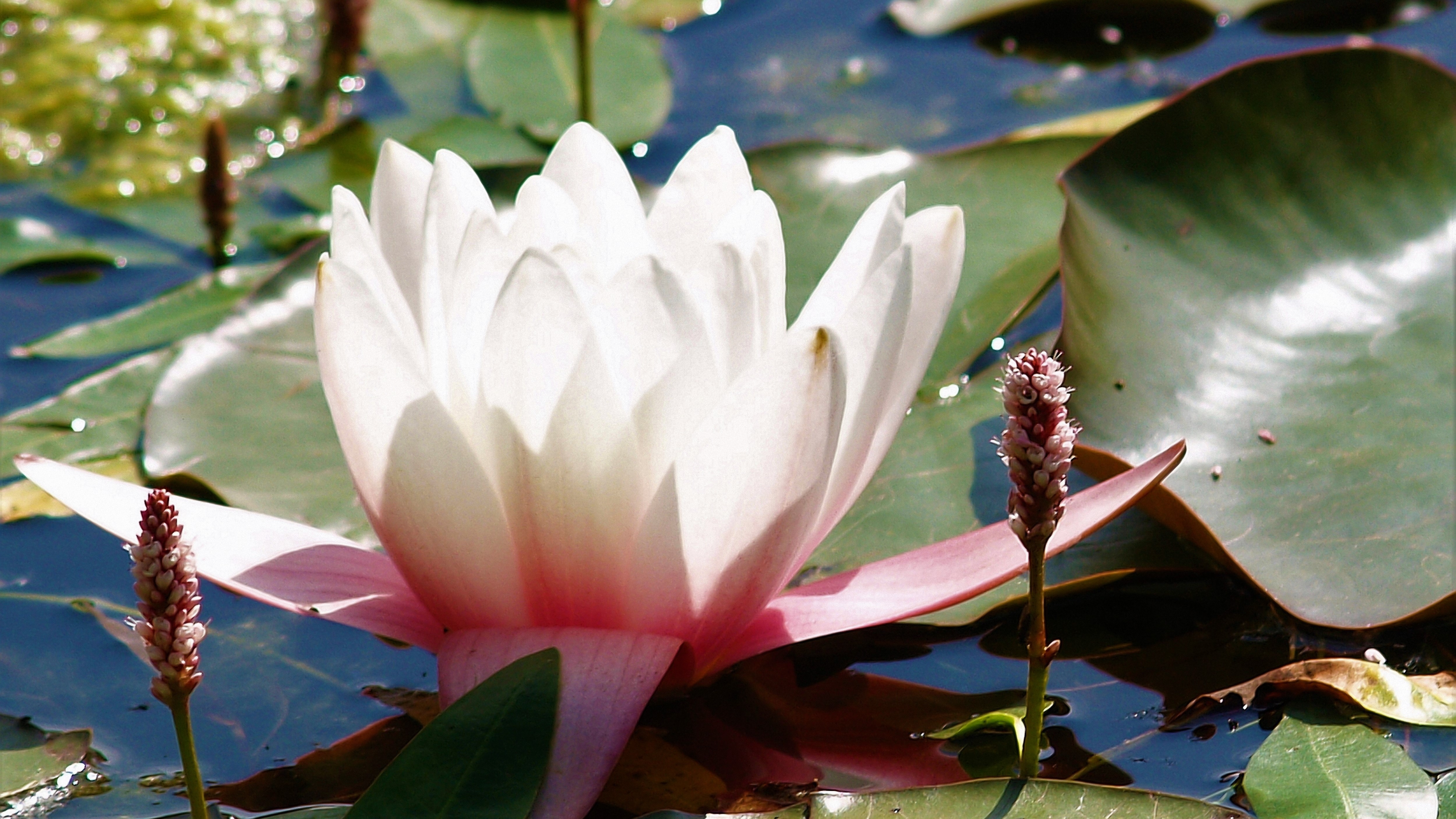 FLOWER 15